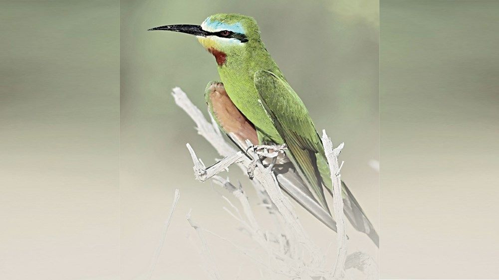 %63 زيادة بمناطق الطيور في الإمارات خلال 2023