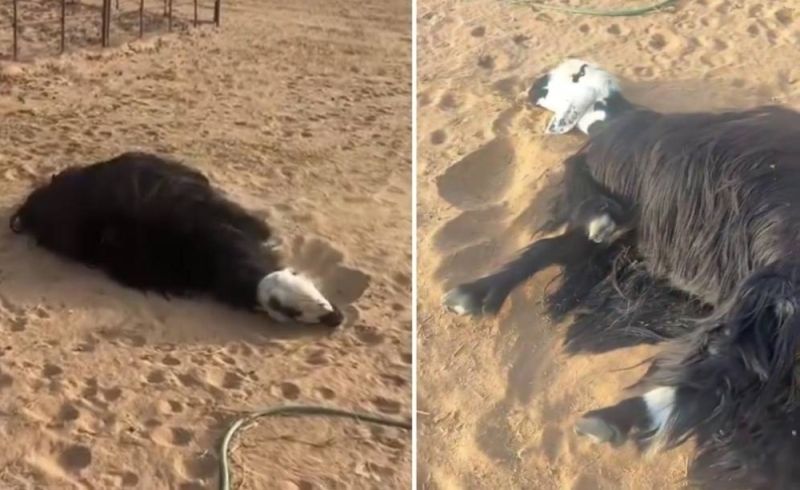 “العين حق”.. مواطن سعودي رفض بيع “الشاة” لـ “زبون” وبعد 5 دقائق حدثت المفاجأة!! شاهد الفيديو