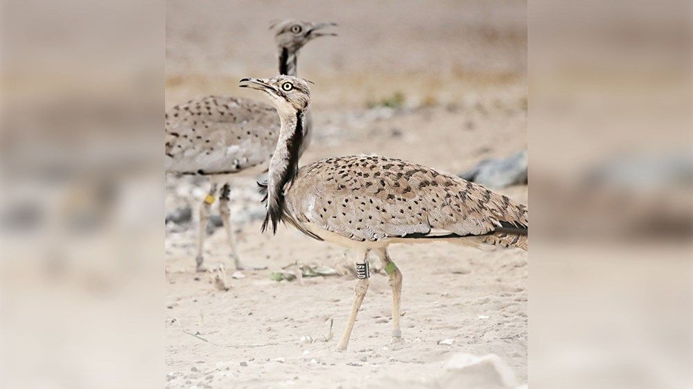 %63 زيادة بمناطق الطيور في الإمارات خلال 2023