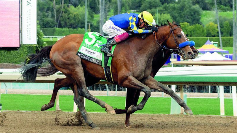 الامارات | المهر «نيوغيت».. مرشح المدرب «بافرت» لحصد الشوط الأقوى عالمياً