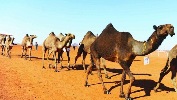السعودية.. ترقيم الإبل يقلل من تسبّبها في الحوادث المرورية