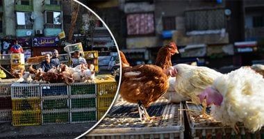 بورصة الدواجن فى ثالث أيام شهر رمضان 2024.. الكيلو 105 جنيهات