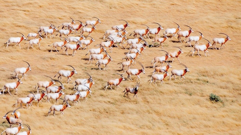 حمدان بن زايد: دور محوري لـ «بيئة أبوظبي» في تحقيق التنمية المستدامة