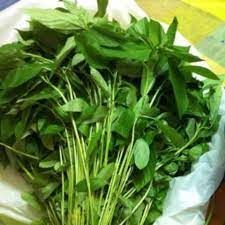 الامارات | الأردن: سعر كيلو الملوخية في رمضان يصل 15 دولاراً