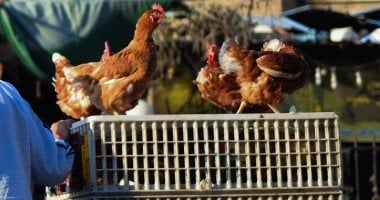 أسعار الدواجن اليوم في مصر تسجل استقرارًا ملحوظًا