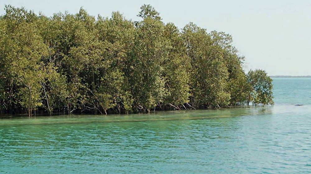 «بيئة أبوظبي» تعيد تأهيل 6.7 مليون شجرة قرم