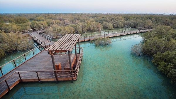 «بيئة أبوظبي» تعيد تأهيل 6.7 مليون شجرة قرم