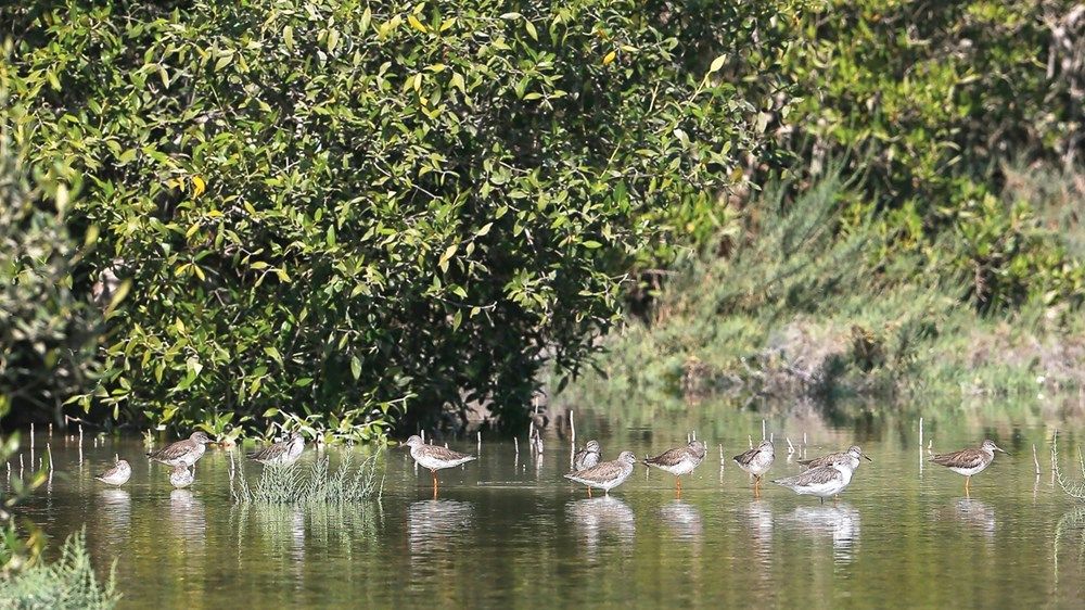 «بيئة أبوظبي» تعيد تأهيل 6.7 مليون شجرة قرم