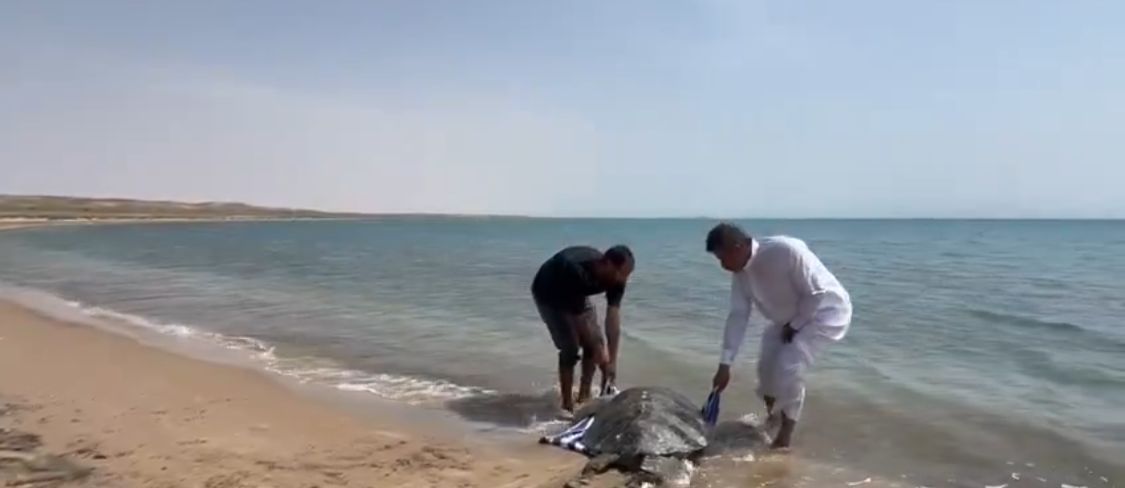 إنقاذ سلحفاة ابتعدت عن الشاطئ في أملج وإعادتها للبحر .. فيديو