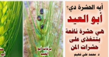 حشرة تظهر على سنابل القمح فى أواخر الشتاء.. اعرف التفاصيل