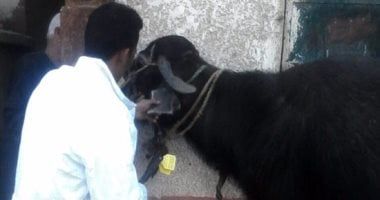 الزراعة تطلق غدا الحملة القومية الأولى لتحصين المواشي ضد الحمى القلاعية