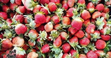 وزارة الزراعة تبدأ فى تلقى طلبات ترخيص مشاتل الفراولة