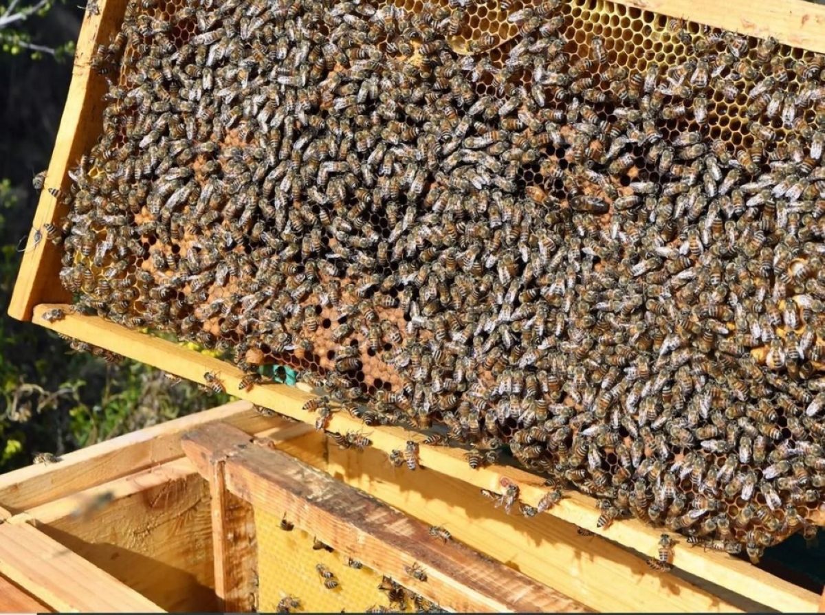 10.5 آلاف مستفيد من دعم برنامج ريف السعودية في قطاع النحل وإنتاج العسل