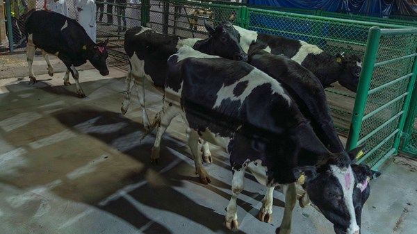 وصول أولى دفعات الأبقار لمزرعة ألبان مليحة