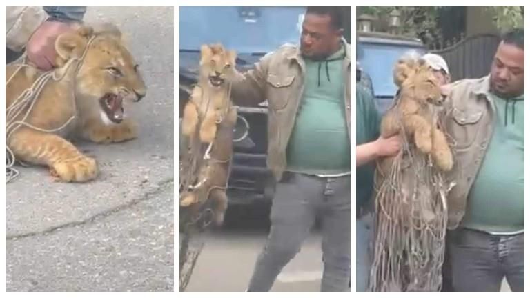 بعد فيديو شبل التجمع.. كيفية التعامل مع ظهور أسد في منطقة سكنية؟