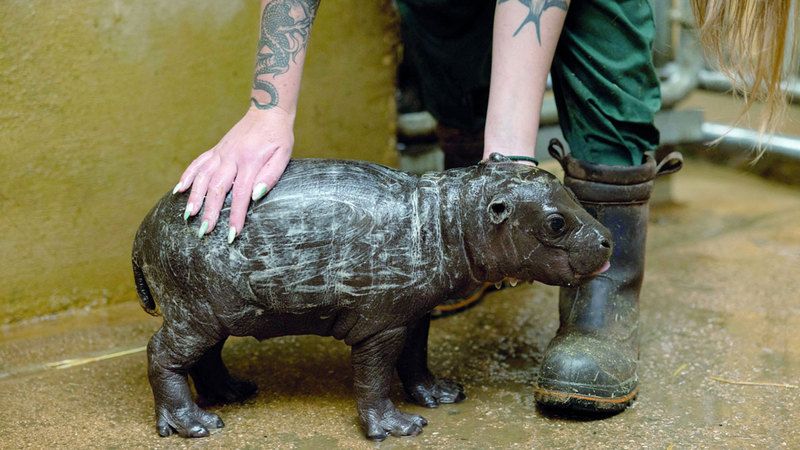 الامارات | حدث سعيد في أثينا.. ولادة فرس نهر قزم