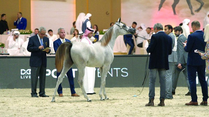 الامارات | 6 نهائيات في بطولة دبي للجواد العربي