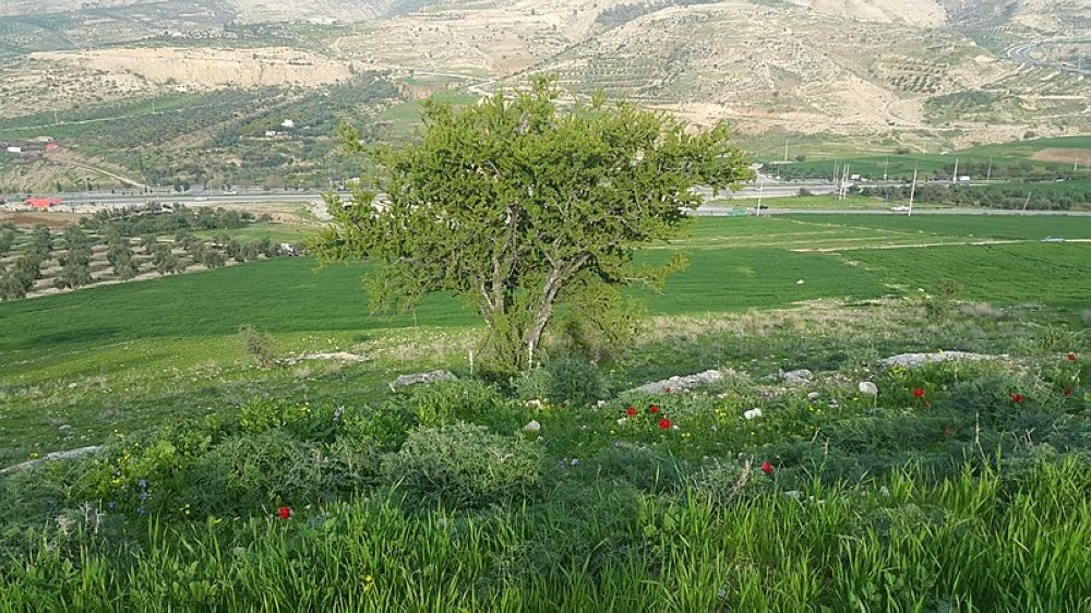 "التعاون الإسلامي": مصادرة أراضي الأغوار الشمالية يعكس جرائم الاحتلال