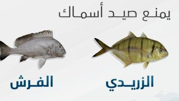 حظر صيد وتسويق أسماك «الزريدي» و«الفرش» بالدولة