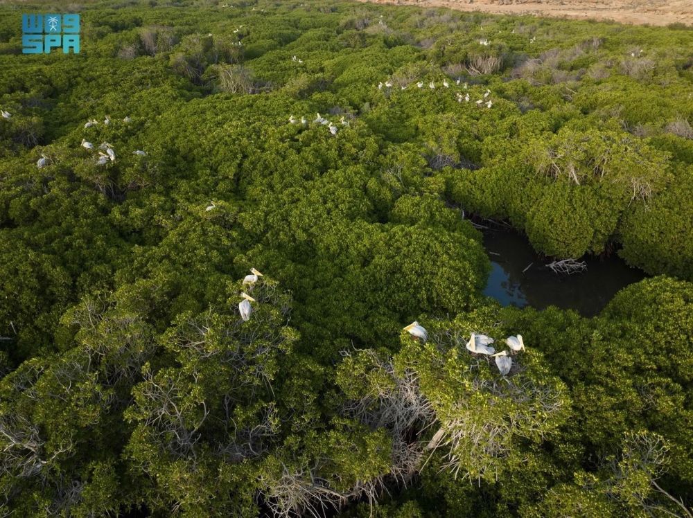 "الحياة الفطرية" تنفذ 3 مبادرات رئيسة في "السعودية الخضراء"