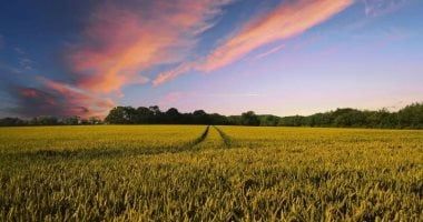 تعرف على أهم المعاملات الزراعية الواجب اتباعها خلال الموجة الحارة