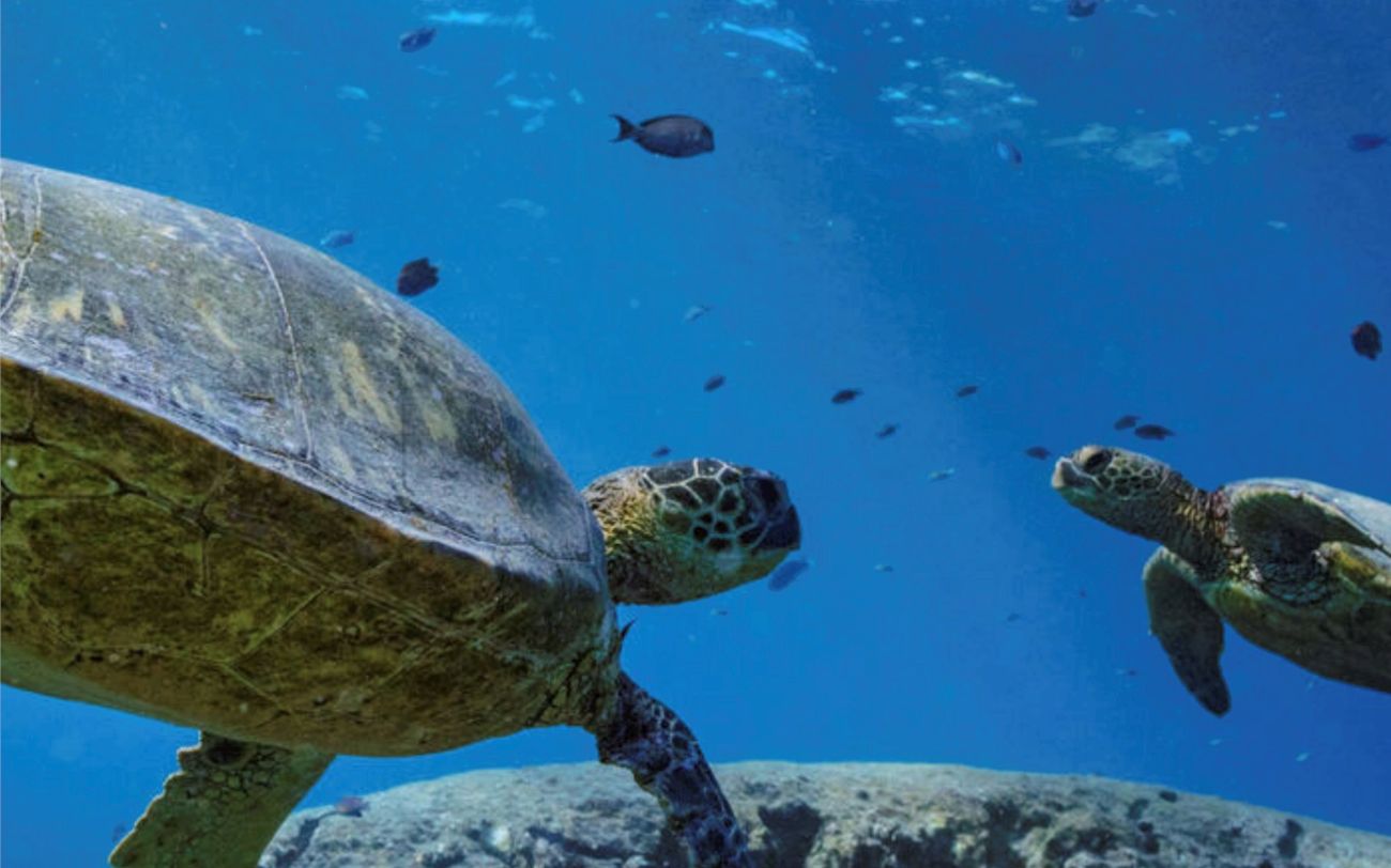 «بيئة أبوظبي» تنقذ ذكر سلحفاة نادراً