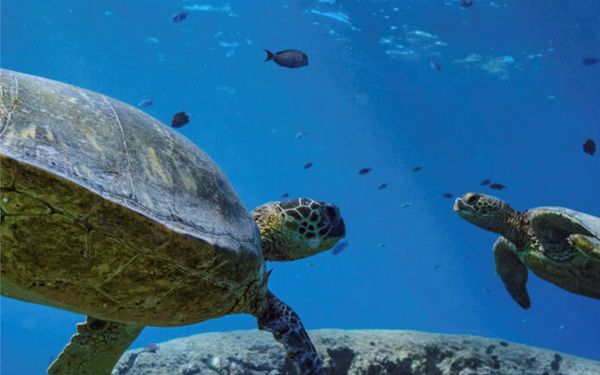 «بيئة أبوظبي» تنقذ ذكر سلحفاة نادراً