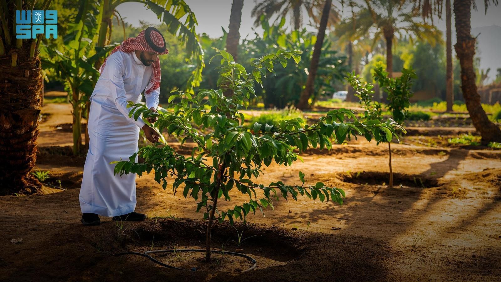 السعودية | تحديد 27 مارس يوماً لمبادرة السعودية الخضراء بهدف التوعية بجهود العمل البيئي وتعزيز الاستدامة
