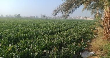 توصيات عاجلة من الزراعة لحماية المحاصيل من التقلبات الجوية