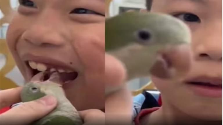 فيديو أثار جدلا.. ببغاء يستخرج سنا فاسدا من فم طفل