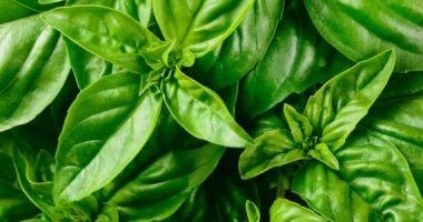 الريحان هيقوي مناعتك ويظبط السكر.. تعرف على فوائده