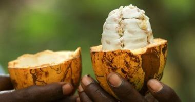 هل هناك علاقة بين ارتفاع أسعار الشيكولاتة والتغيرات المناخية؟.. اعرف التفاصيل