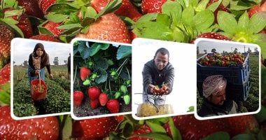 وزارة الزراعة: انتهاء تلقى طلبات تراخيص مشاتل الفراولة مايو المقبل