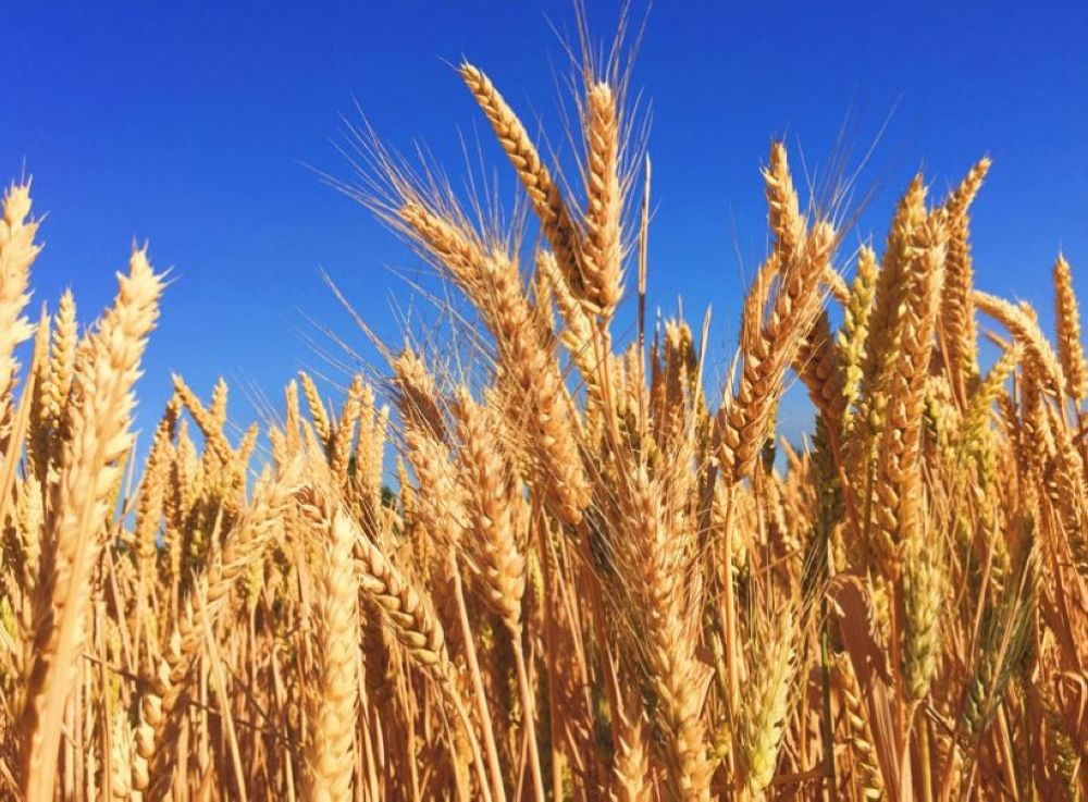 تمثل الدفعة الأولى في 2024.. استيراد 795 ألف طن من القمح