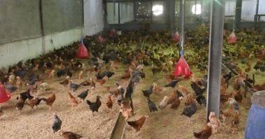 اتحاد منتجى الدواجن يتوقع مزيدا من الهبوط بالأسعار مع تدبير الدولار للأعلاف