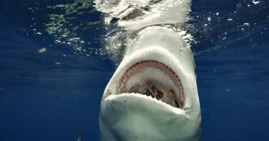 اعرف 8 معلومات عن حيوان الحوت.. أبرزها التحكم فى درجة حرارة جسمه