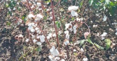 توصيات وزارة الزراعة لمزارعى القطن فى شهر أبريل