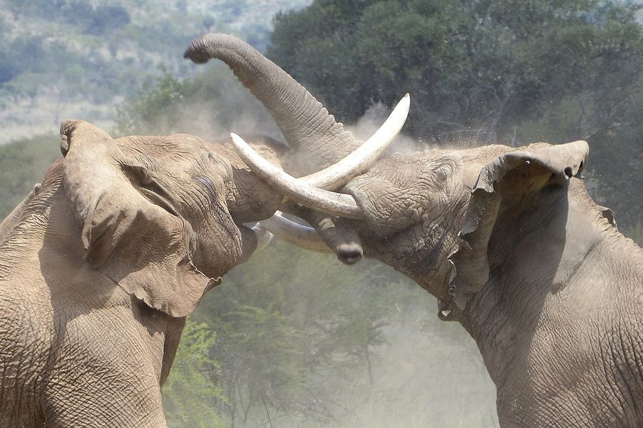 الامارات | دولة افريقية تهدد ألمانيا  ...سنُرسل 20 ألف فيل