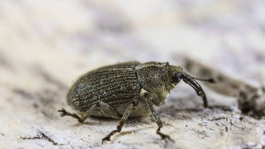 الخليج اليوم .. بأعداد كثيفة.. ظهور نوع من الحشرات في بعض مناطق السعودية (فيديو)