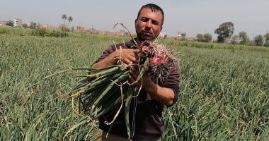 مصلحة الجمارك تبدأ تطبيق السماح بتصدير البصل للخارج دون قيود