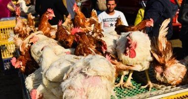 بورصة الدواجن في مصر.. تطورات حركة أسعار الفراخ والبيض