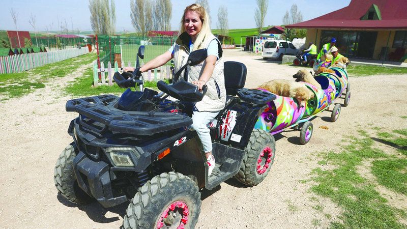 الامارات | تركية تصحب كلاباً معاقة في نزهة يوميـــة بـ «قطار»