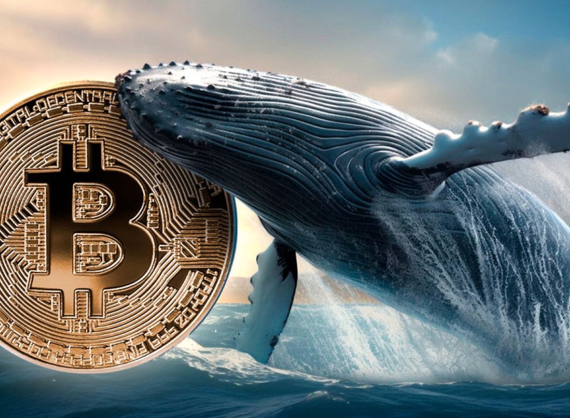 حوت يحقق عائد استثماري يصل إلى 230,000% في ظرف عقد من الزمن!