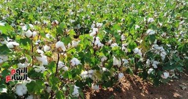 تفاصيل خطة الدولة لزراعة 150 ألف فدان قطن قصير التيلة شرق العوينات وتوشكى