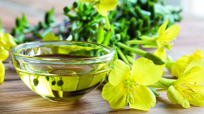 الامارات | زيت زهرة الربيع المسائية.. ينبوع جمال