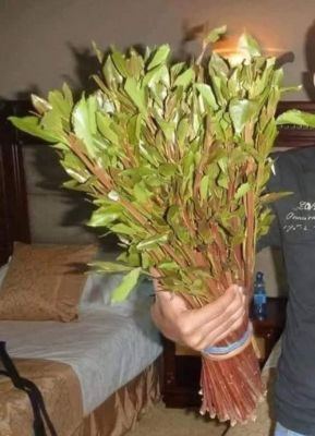 حملة أمنية لمكافحة بيع القات الهرري في عدن