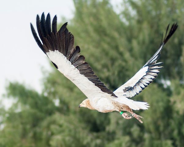 تكريم "البيئة أبوظبي" لجهودها في الحفاظ على الأنواع المهاجرة