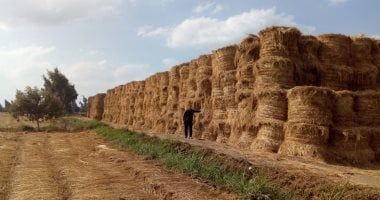 5 معلومات عن مشروع إنشاء الألواح الخشبية متوسطة الكثافة بالبحيرة