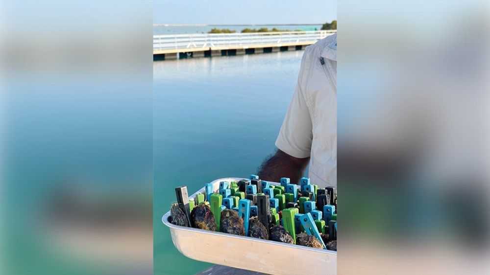 560 ألف زائر يستكشفون تراث  الأجداد في مركز «لؤلؤ أبوظبي»