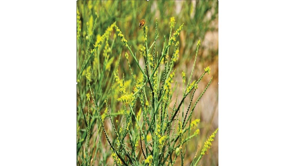 «بيئة أبوظبي» تنجح في إكثار نباتات نادرة